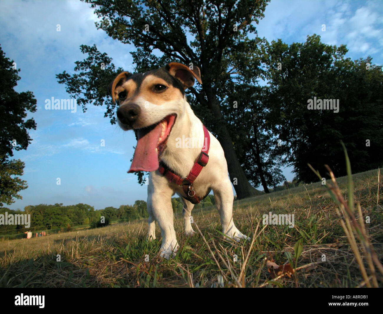 PR Jack Russel Stock Photo