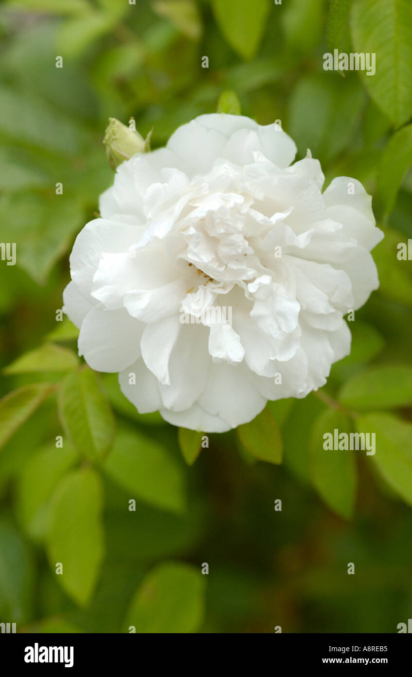 White Heirloom Rose Stock Photo Alamy
