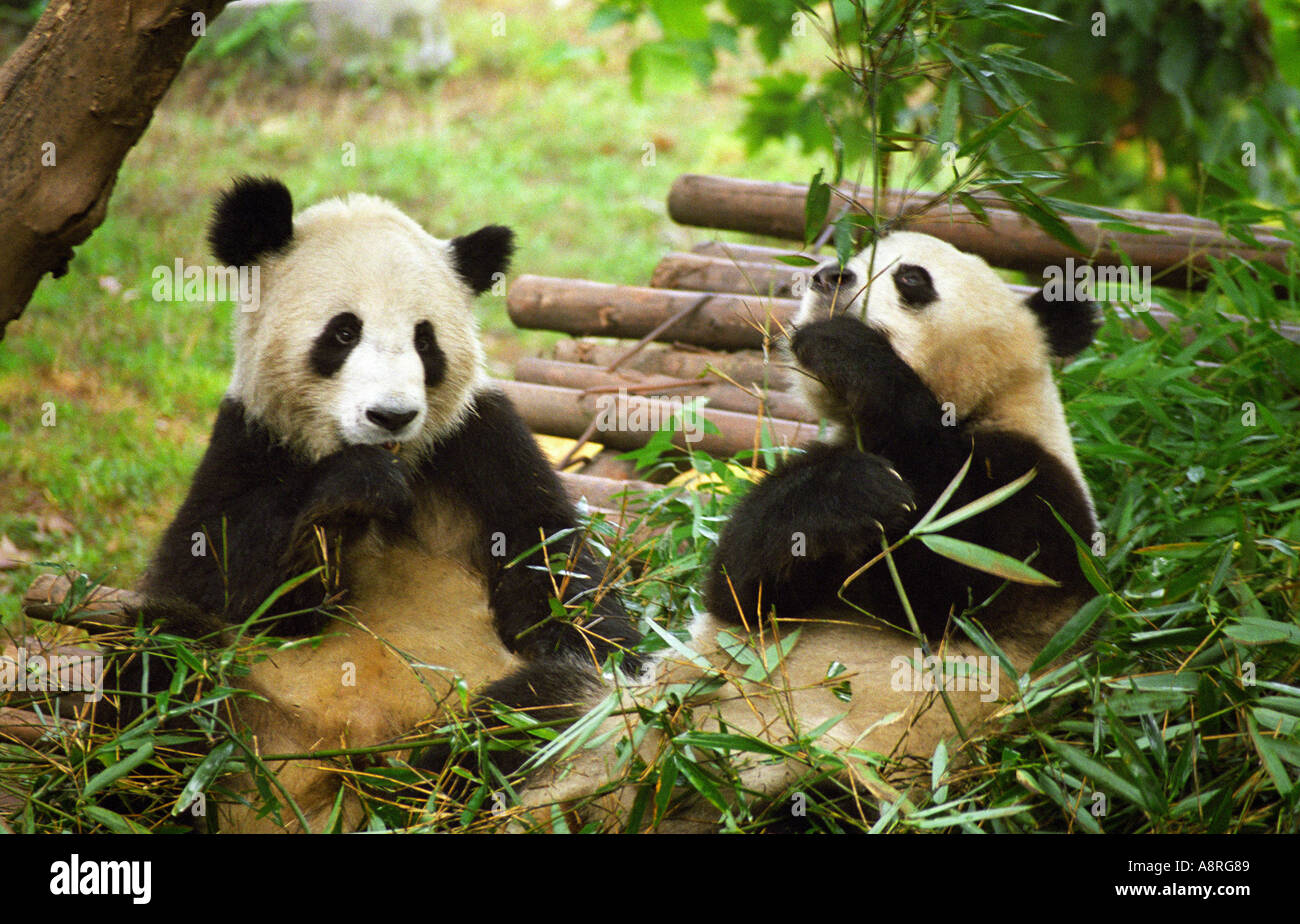 China Chengdu A pair of Panda s at their sanctuary Stock Photo