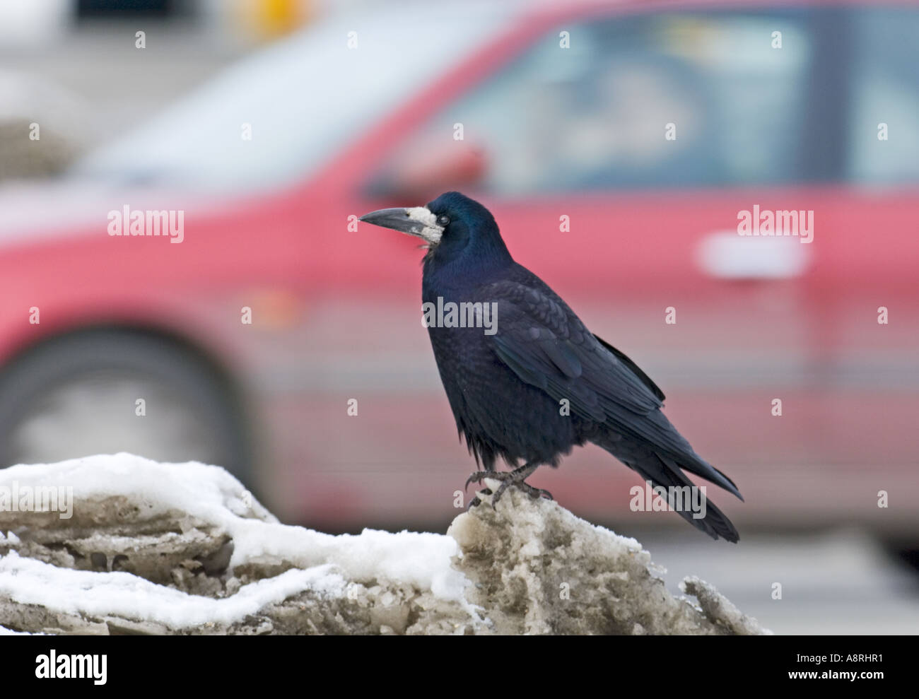 Urban rook hi-res stock photography and images - Alamy