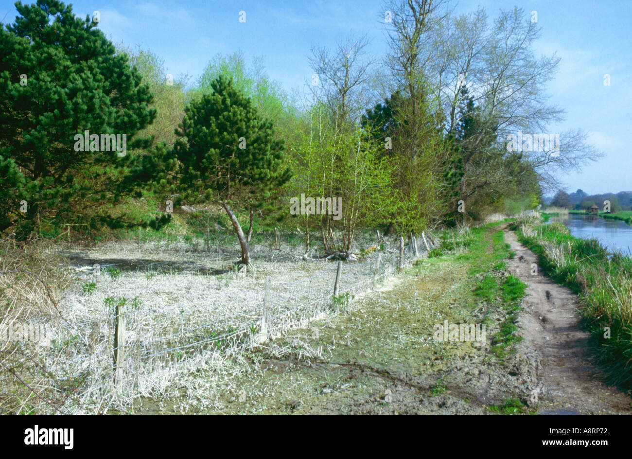 Chalk deposits on banks of the River Itchen near Brambridge following flooding Hampshire England Stock Photo