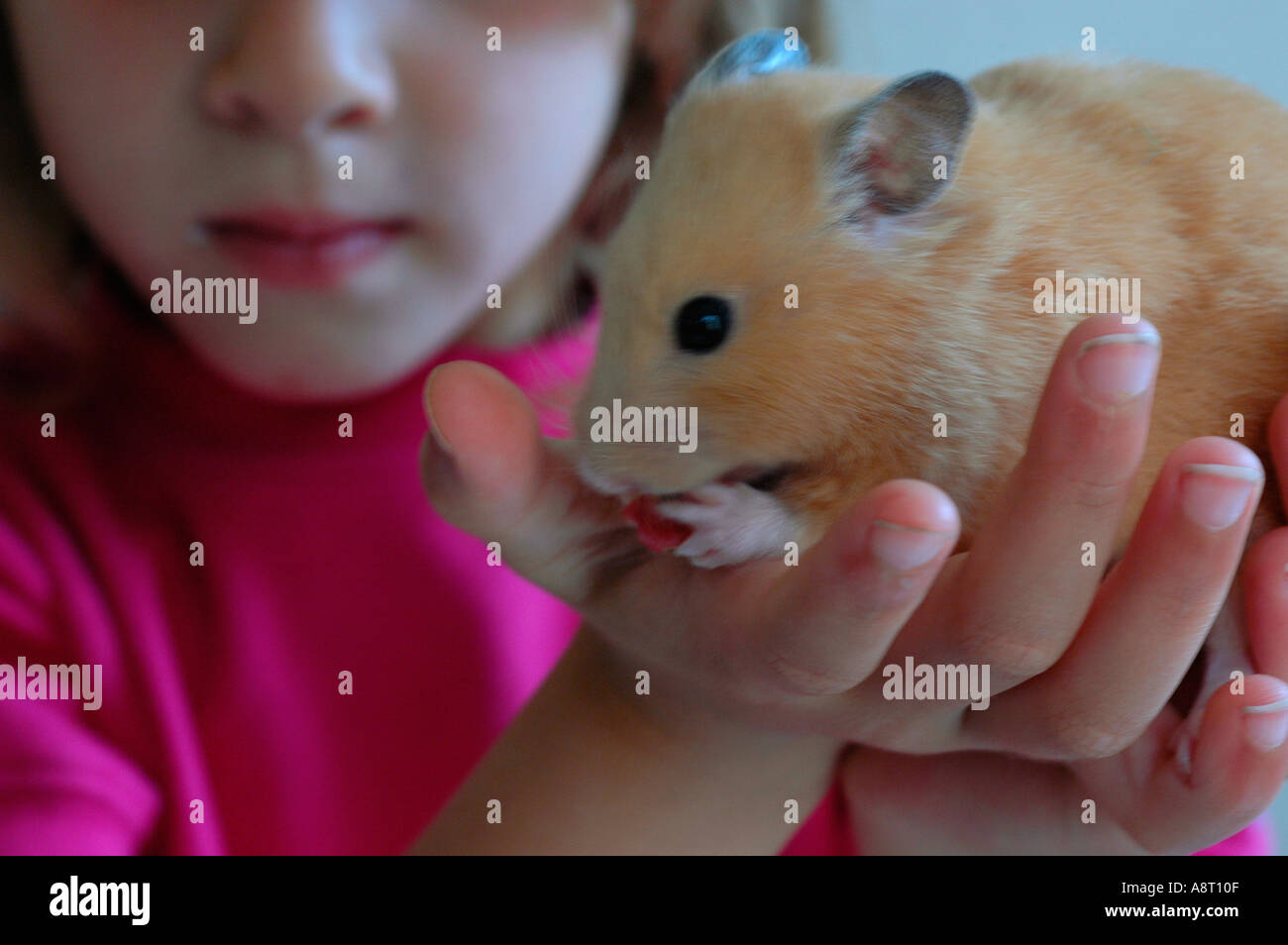 hamster eating fruit on child hand Stock Photo Alamy
