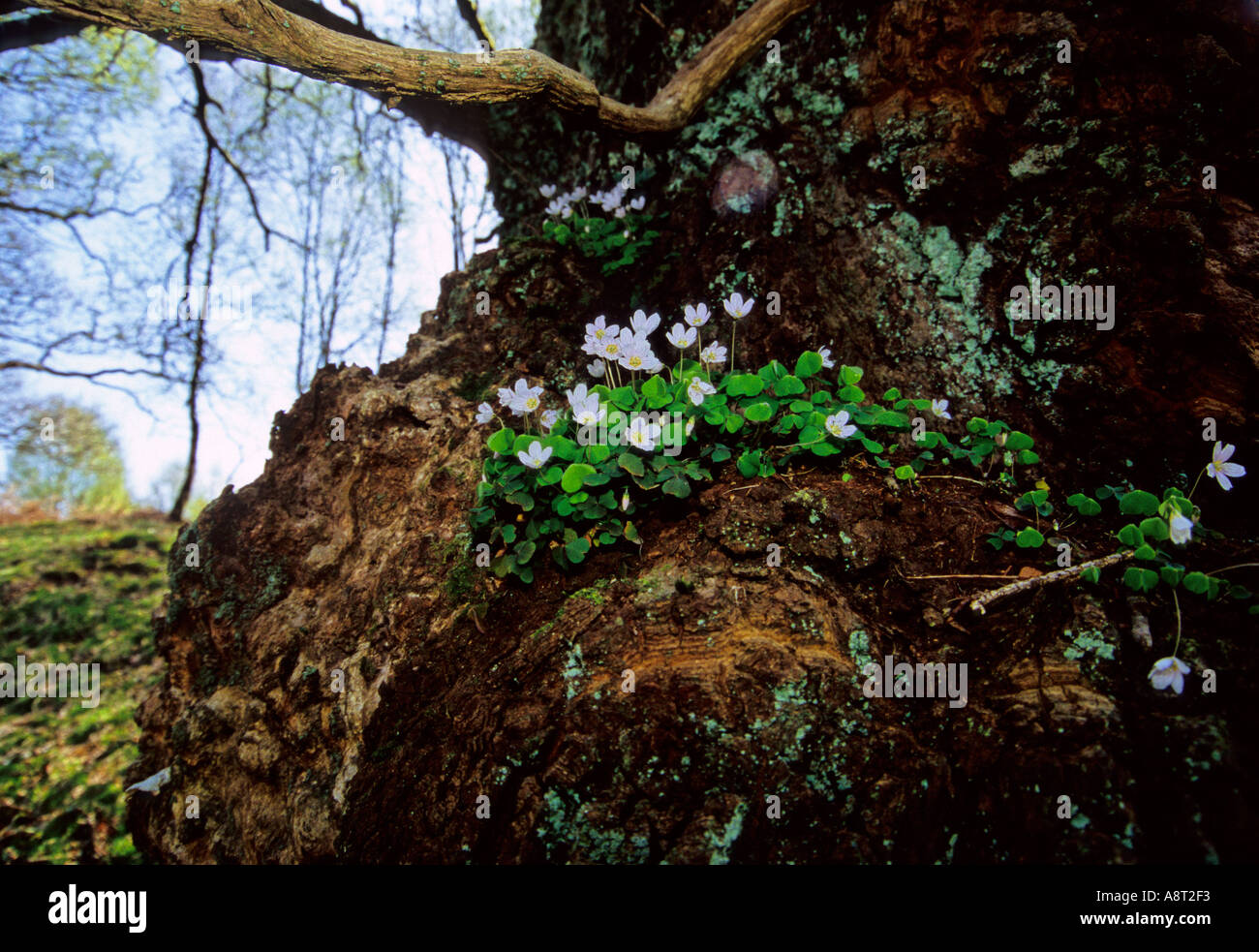 Wood sorrel Oxalis acetosella on sessile oak Quercus petrea  Stock Photo