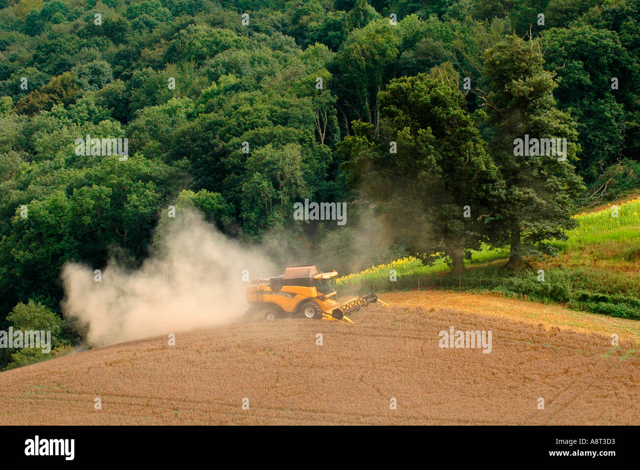 New Holland combine harvester cutting grain in a farm field at Goodrich