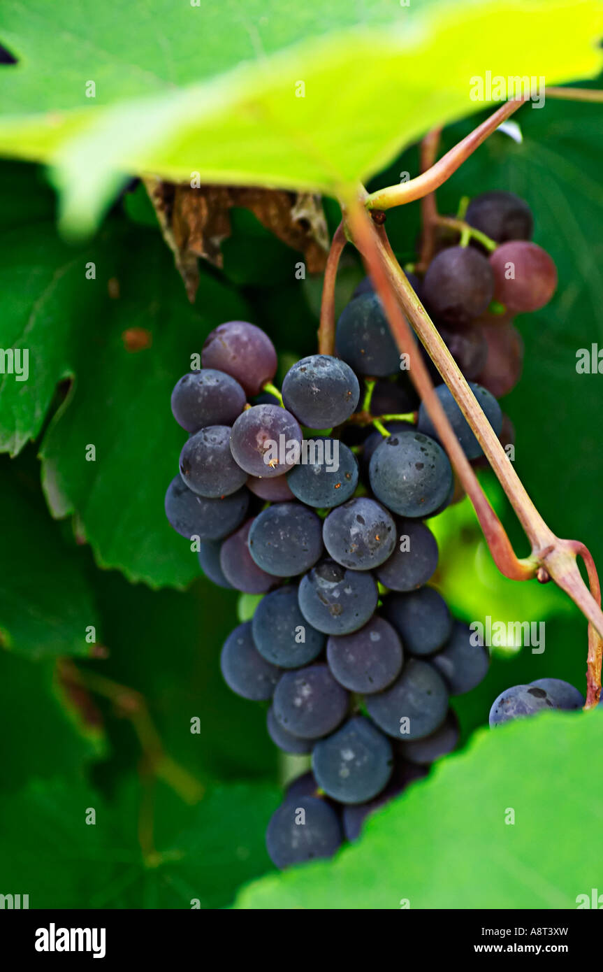 Green black grapes on leaves hi-res stock photography and images - Alamy