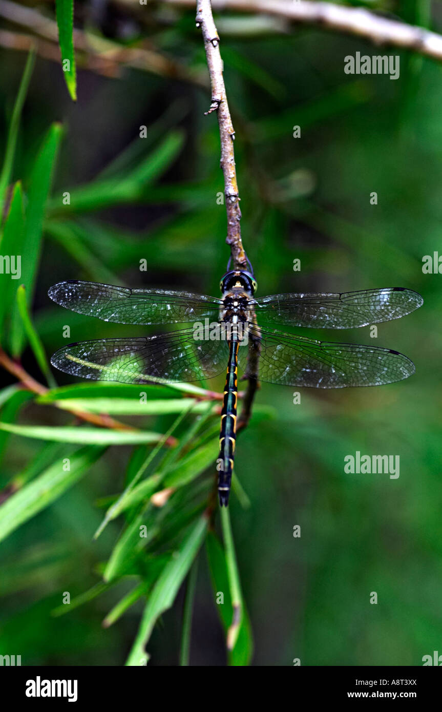 Dragonfly Close up Stock Photo - Alamy
