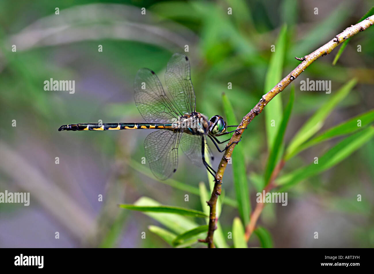 Dragonfly Close up Stock Photo - Alamy