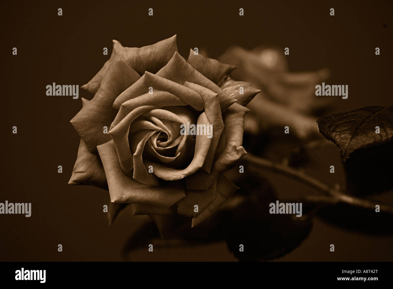 Beautiful Rose Silver Gelatin Tone Stock Photo