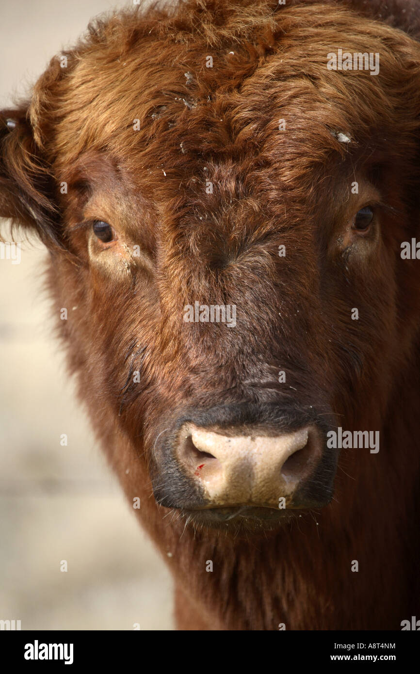 Close up of a bison at Buffalo Pound Provincial Park in Saskatchewan