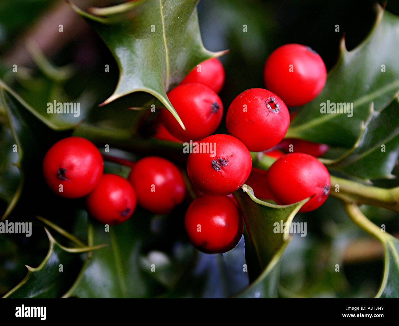 Red Christmas Holly Berries and Thorny Variegated Leaves Stock Photo