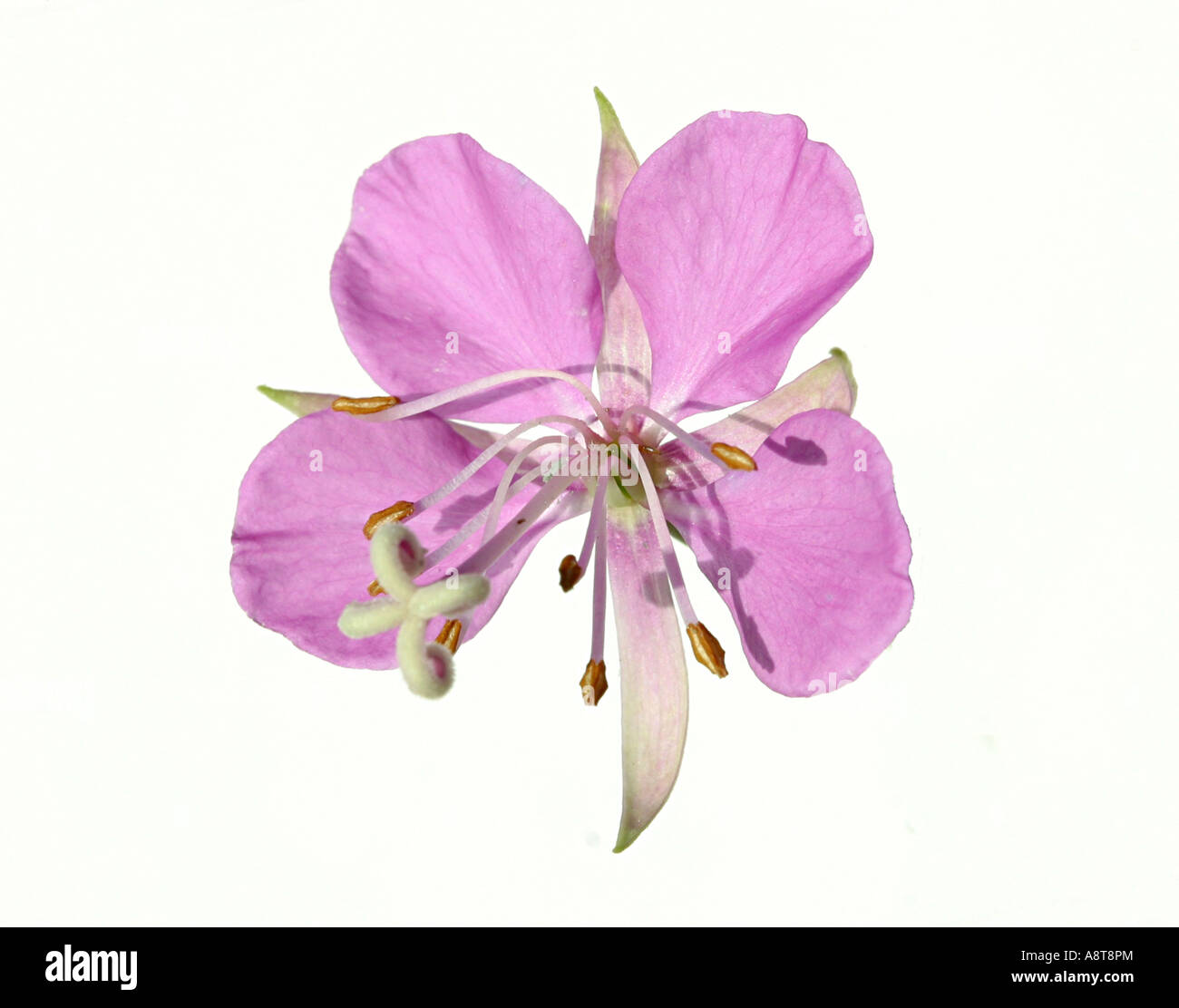 Fireweed Flower, Epilobium angustifolium; 1-1.5 inch diameter. Stock Photo