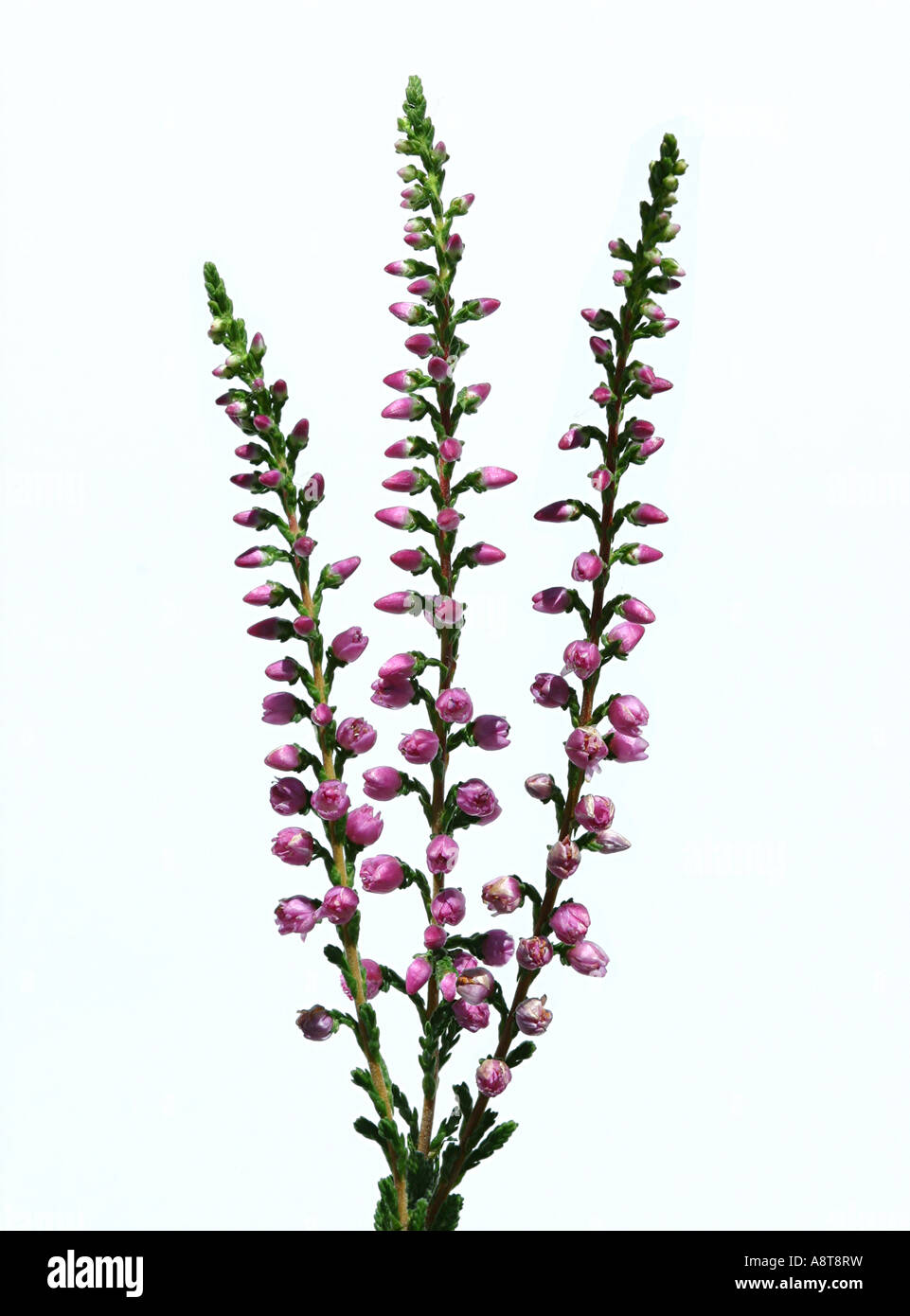 Scotch Heather pink flower Calluna vulgaris ornamental shrub bush sprawling delicate dainty Stock Photo