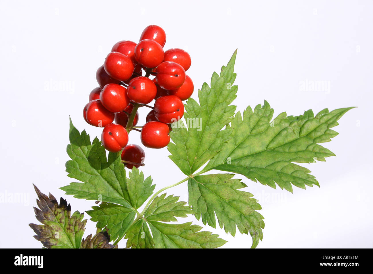 Baneberry red berry berries .5 ½ inch & green serrated leaves Stock Photo