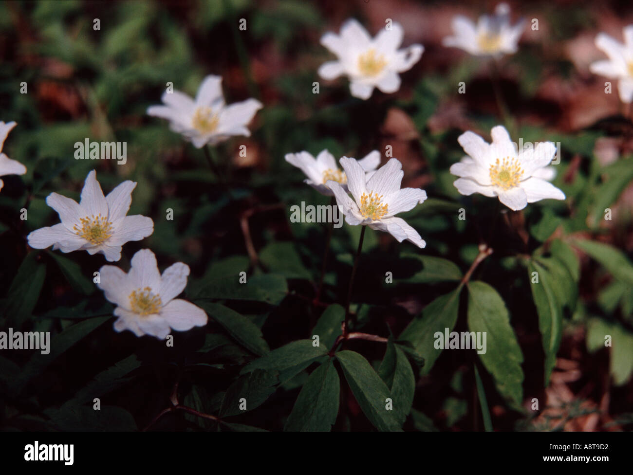 Wood anemone Stock Photo