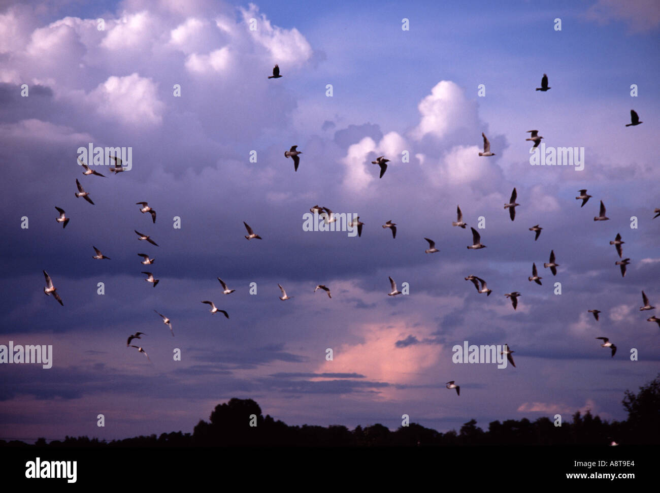Birds at dusk Stock Photo