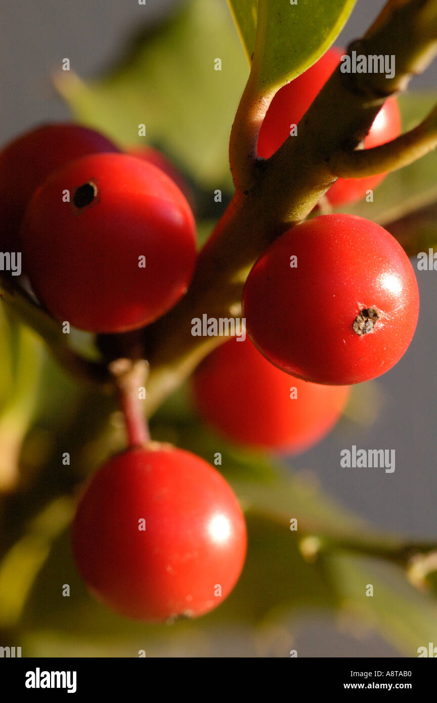 Plump red berries hi-res stock photography and images - Alamy