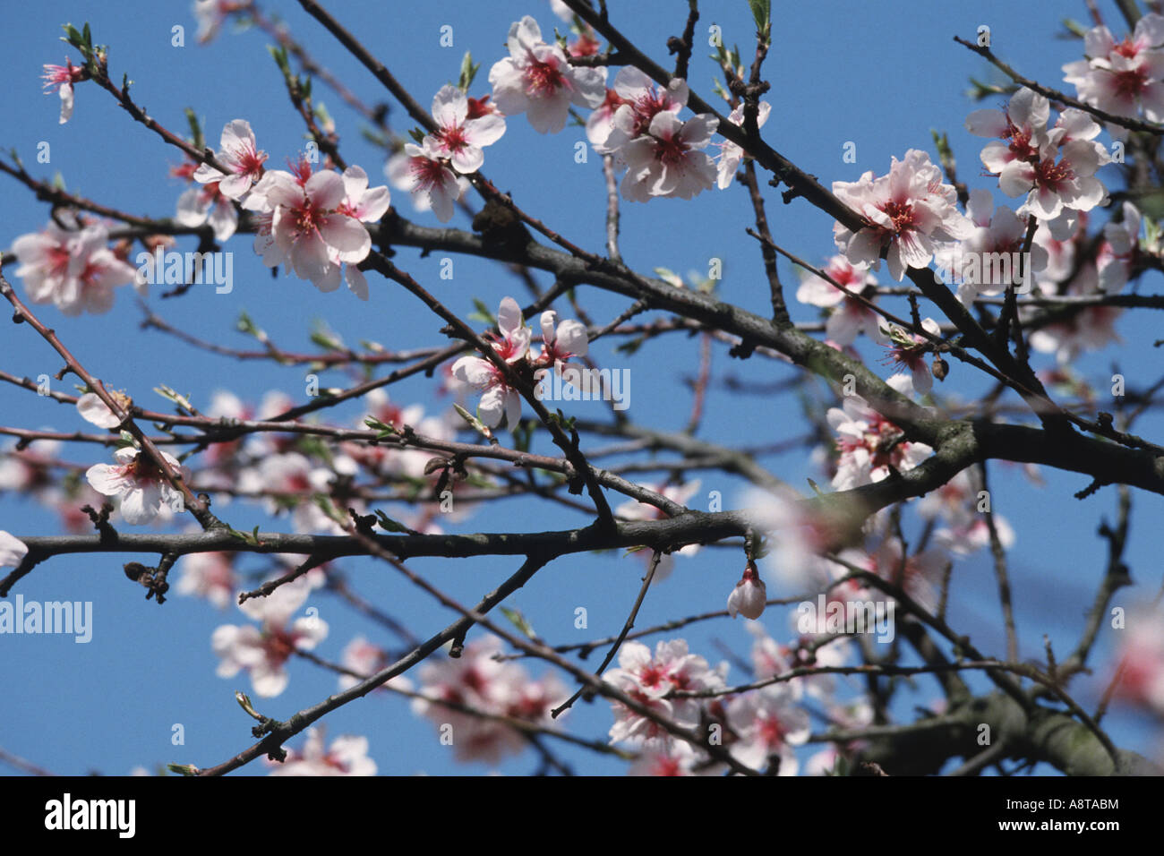 almond (Prunus x amygdalopersica, Prunus x amygdalopersica), twigs with blossoms Stock Photo