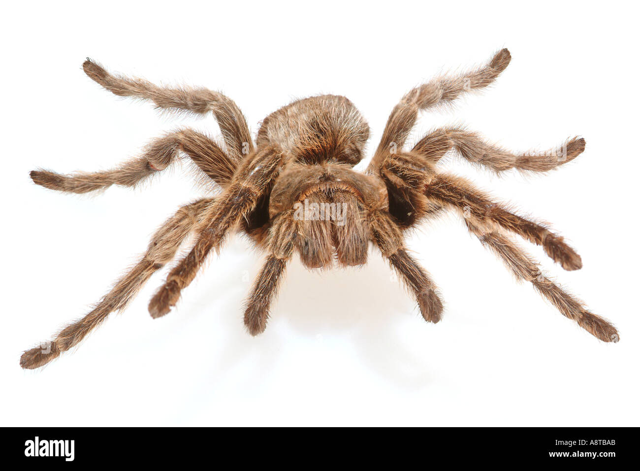 Chilean Rosehair Tarantula Grammostola gala Stock Photo