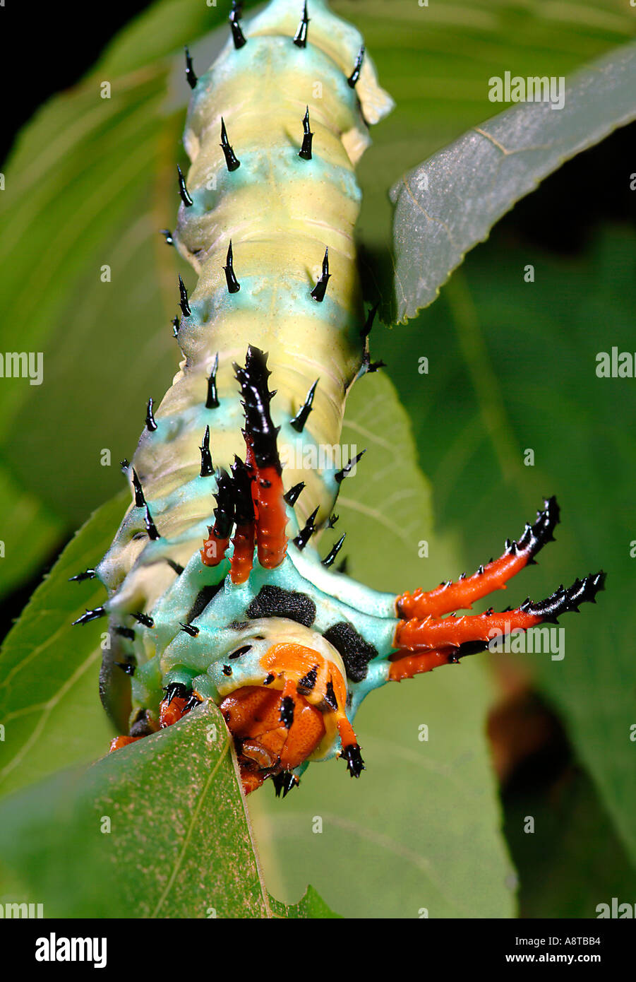 Citheronia regalis Caterpillar Hickory Horned Devil 5 inches long Stock Photo