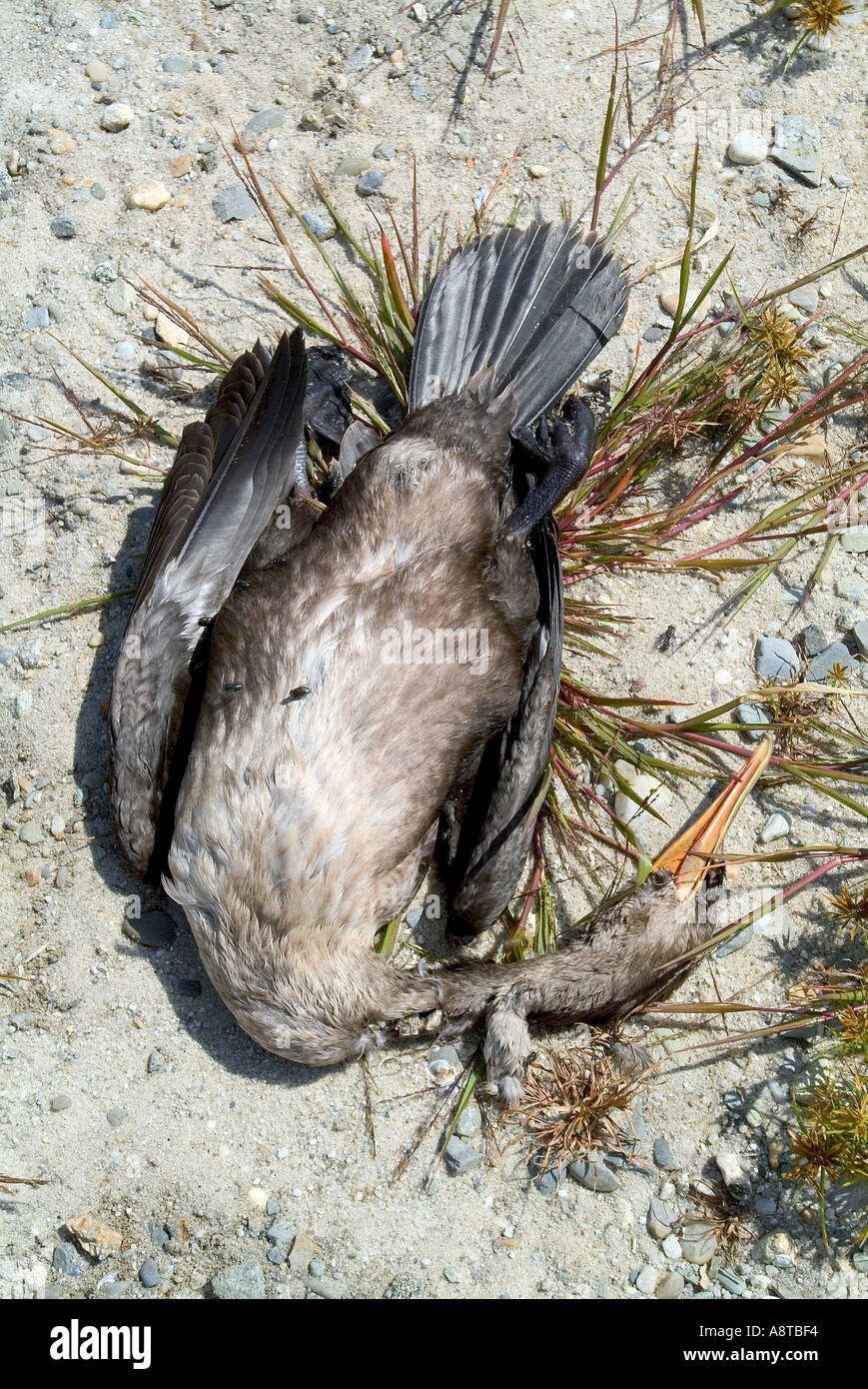 Dead Cormorant on the Beach Nantucket Island MA Stock Photo