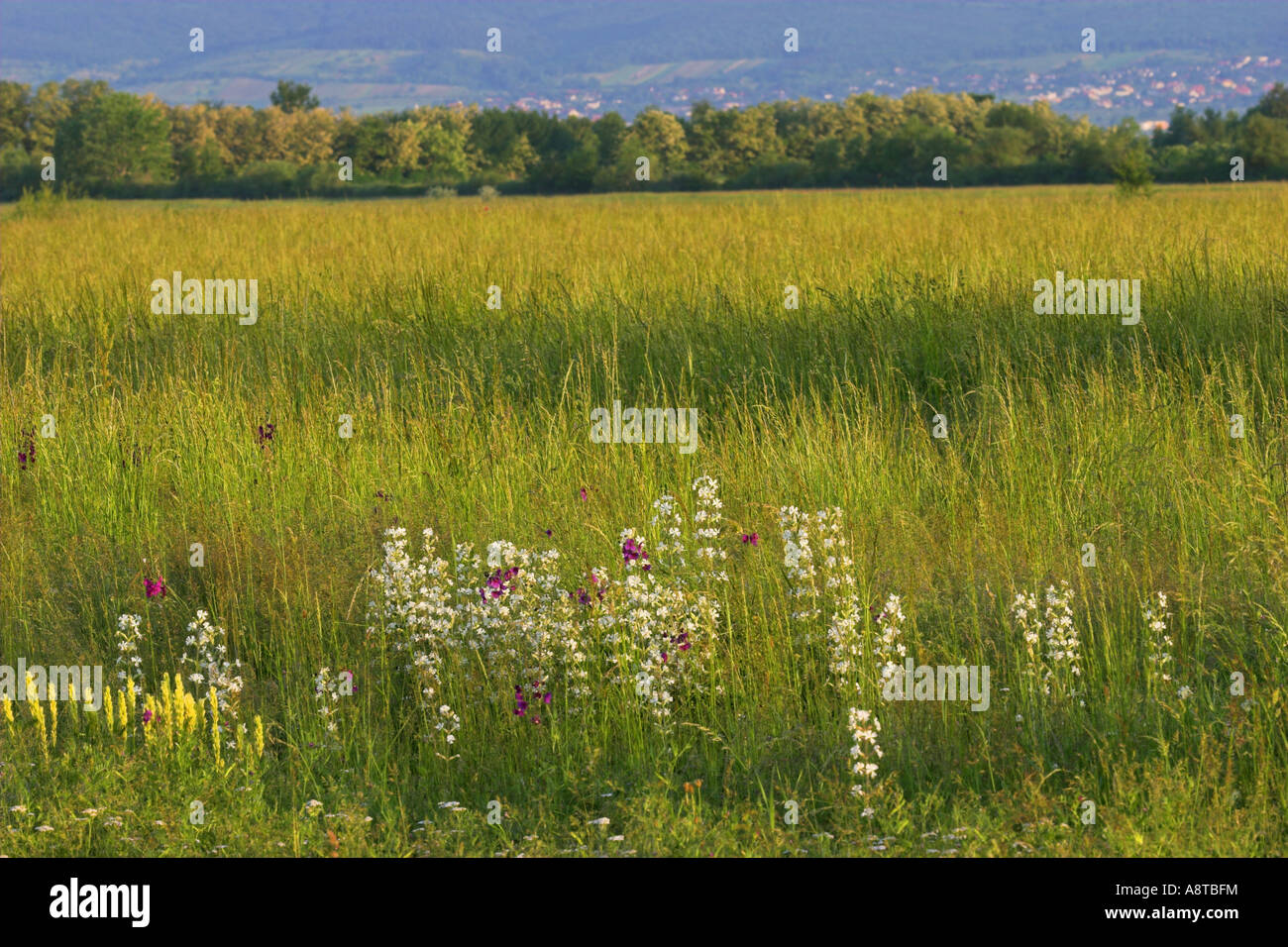 White sticky catchfly (Silene viscosa), blooming in a meadow, Austria, Burgenland, NP Neusiedler See Stock Photo