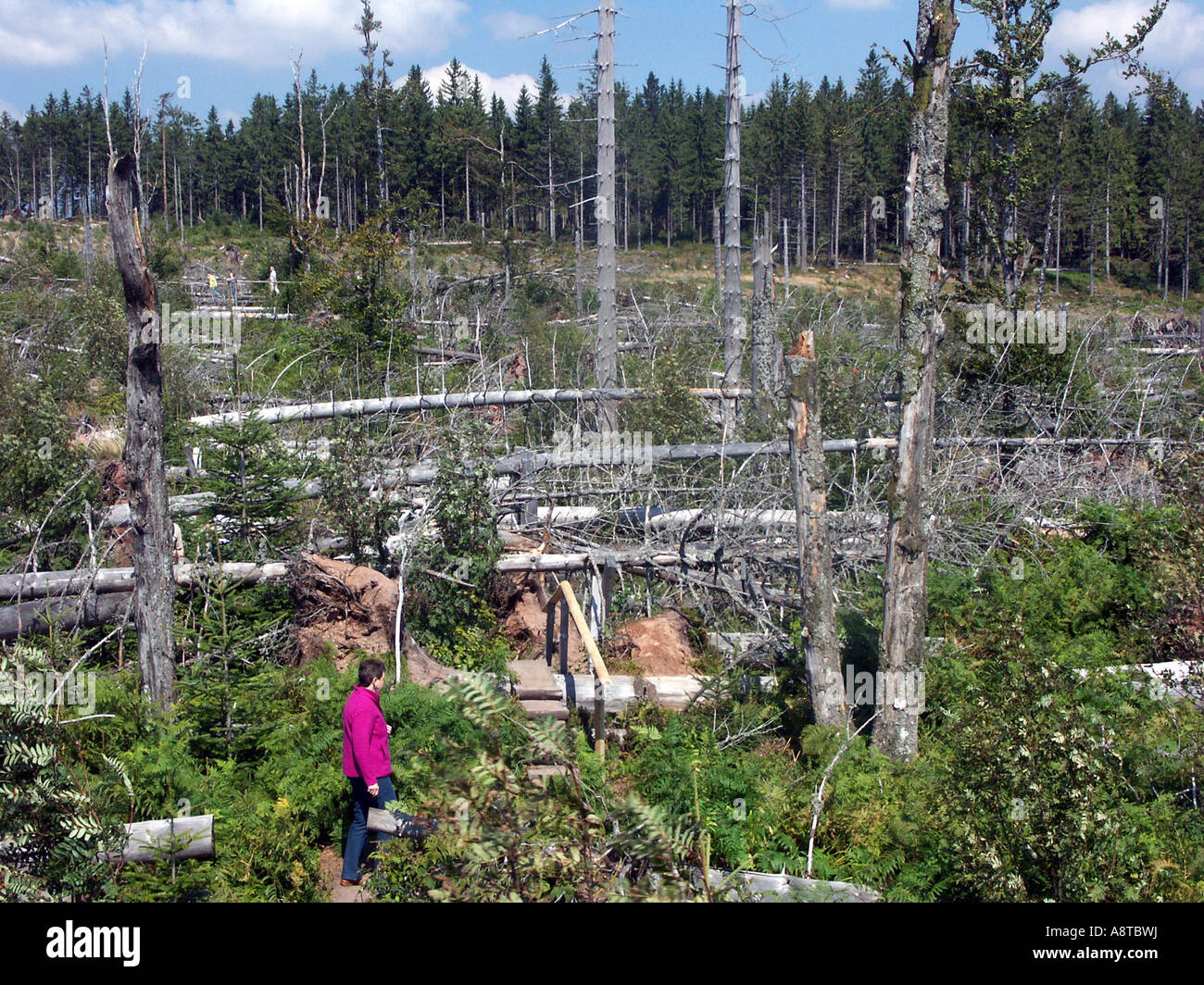 Germany black forest acid rain hi-res stock photography and images - Alamy