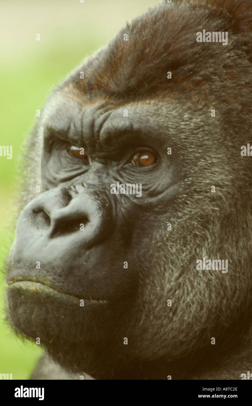 Bored Looking Ape High Resolution Stock Photography and Images - Alamy