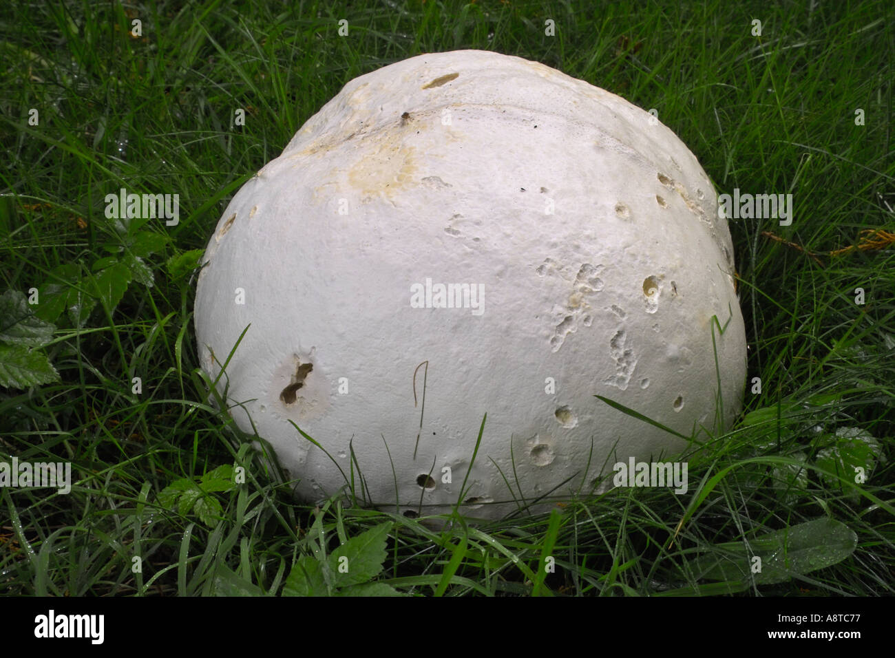 Young Giant Puff ball Langermannia gigantea edible Scotland UK Stock Photo