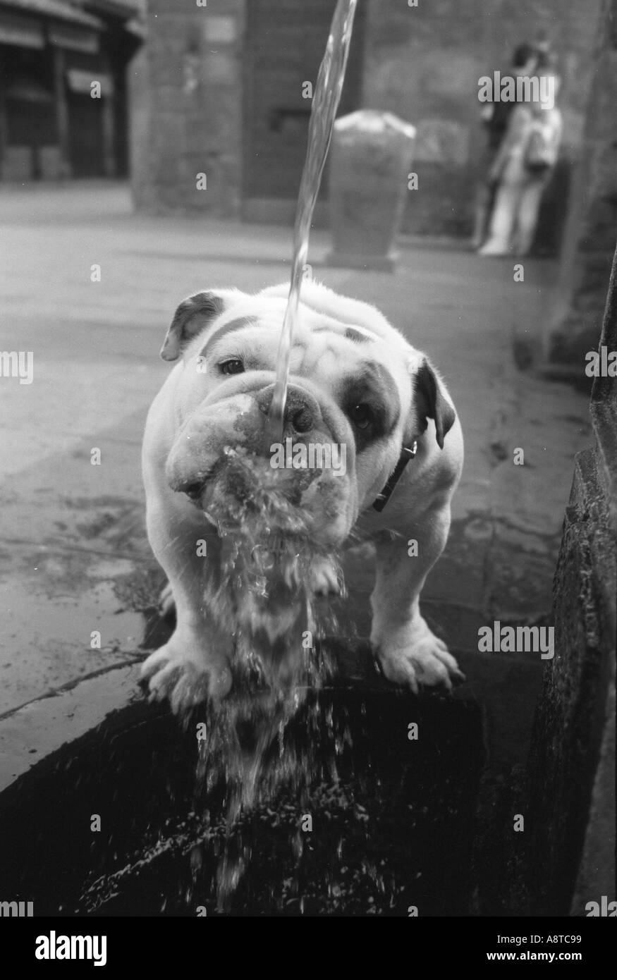 Sapping Water Sipping water Black and White Stock Photos & Images - Alamy