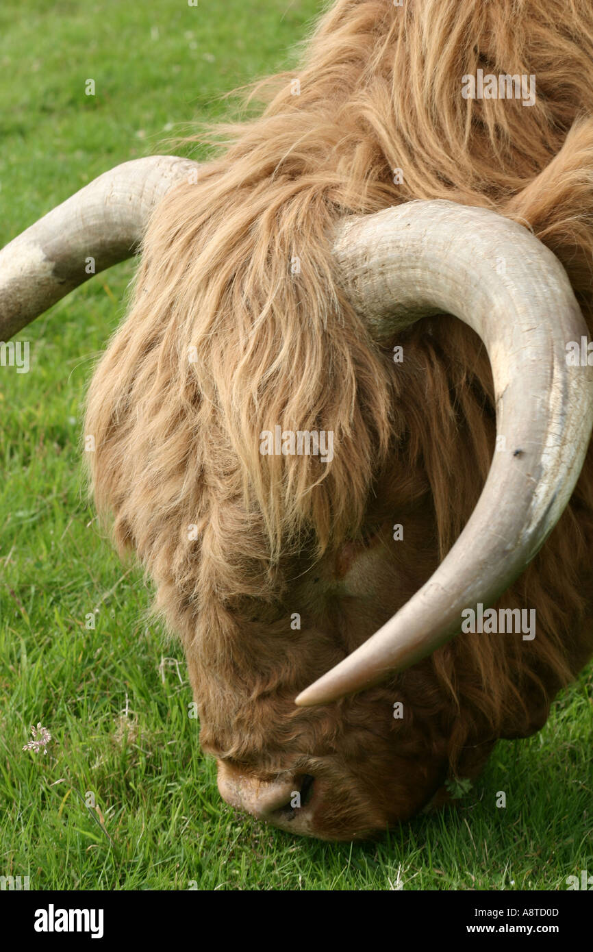Aberdeen angus bull grazing Stock Photo - Alamy