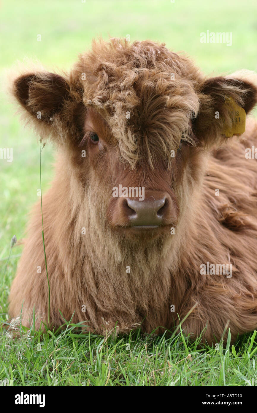 aberdeen angus bull Stock Photo - Alamy
