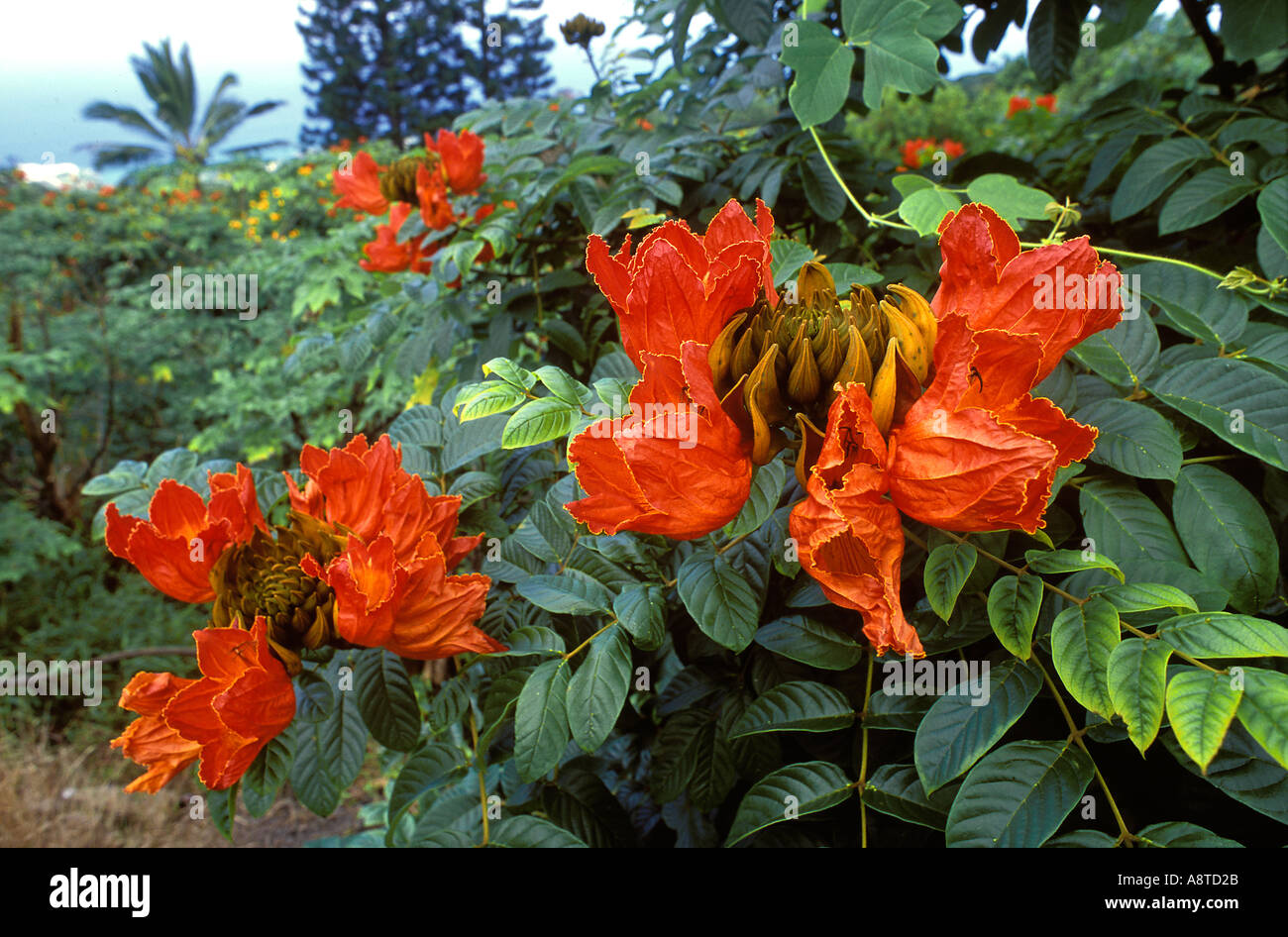 Nandi Flame Tree Blooms Spathodea nilotica Hawaii Stock Photo Alamy