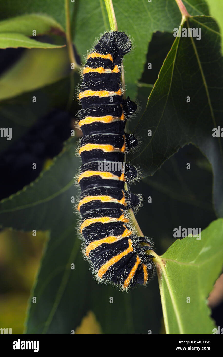 Silk Moth Larvae Rothschildia schreiteriana Stock Photo