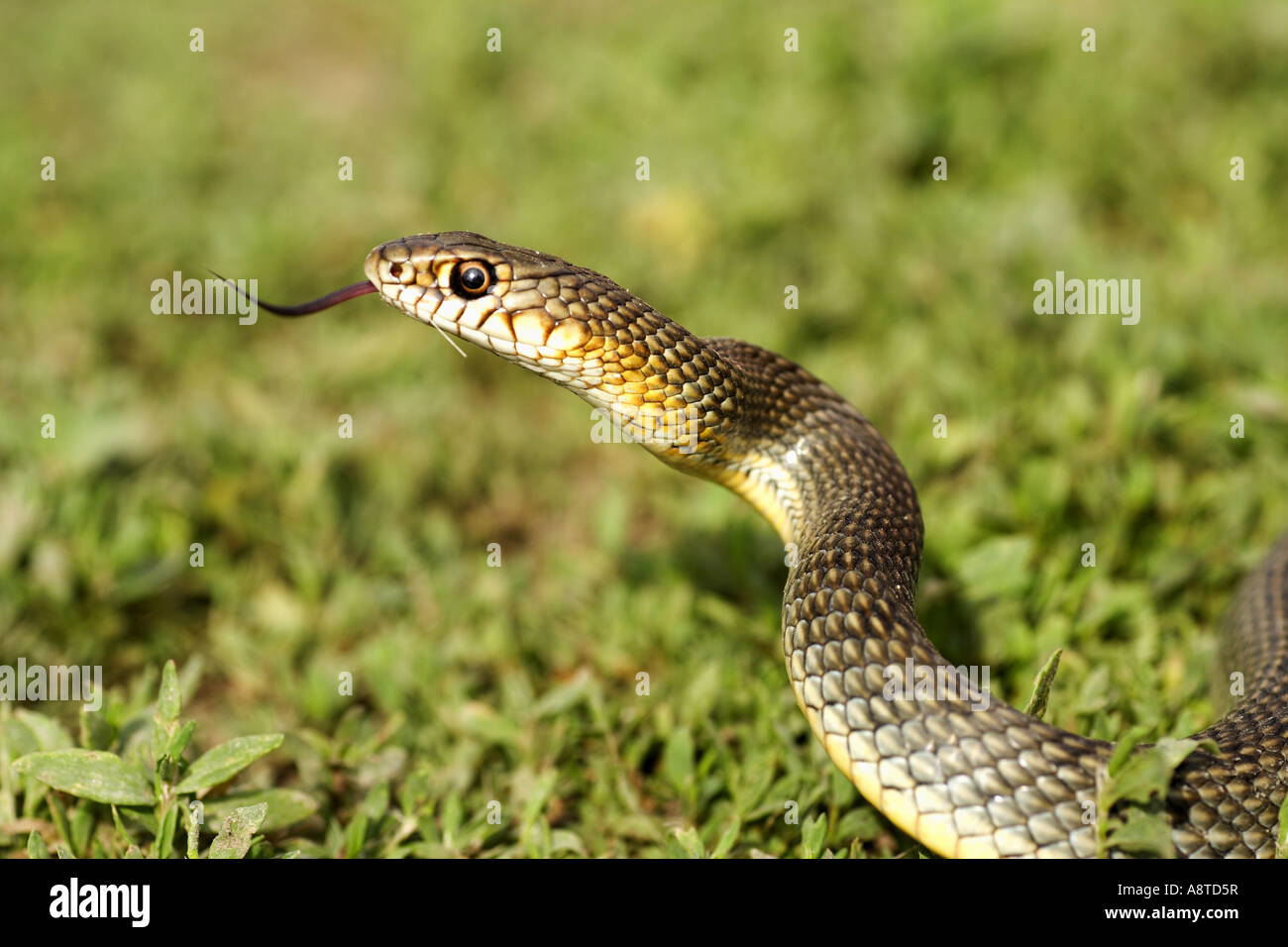 green whip snake, large whip snake (Coluber jugularis), flicking before ...