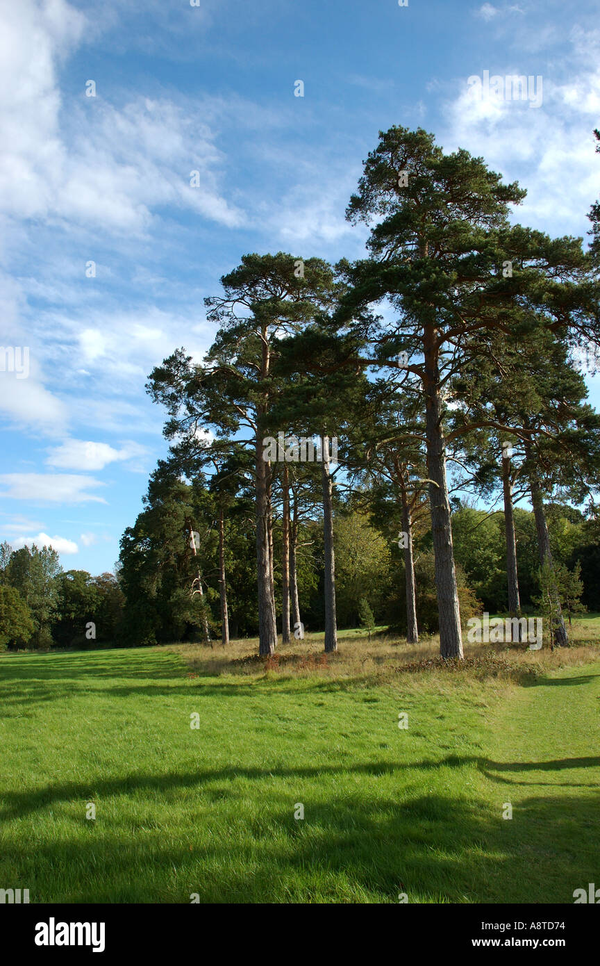 Pine trees pinaceae in field in Harcourt Arboretum England UK United