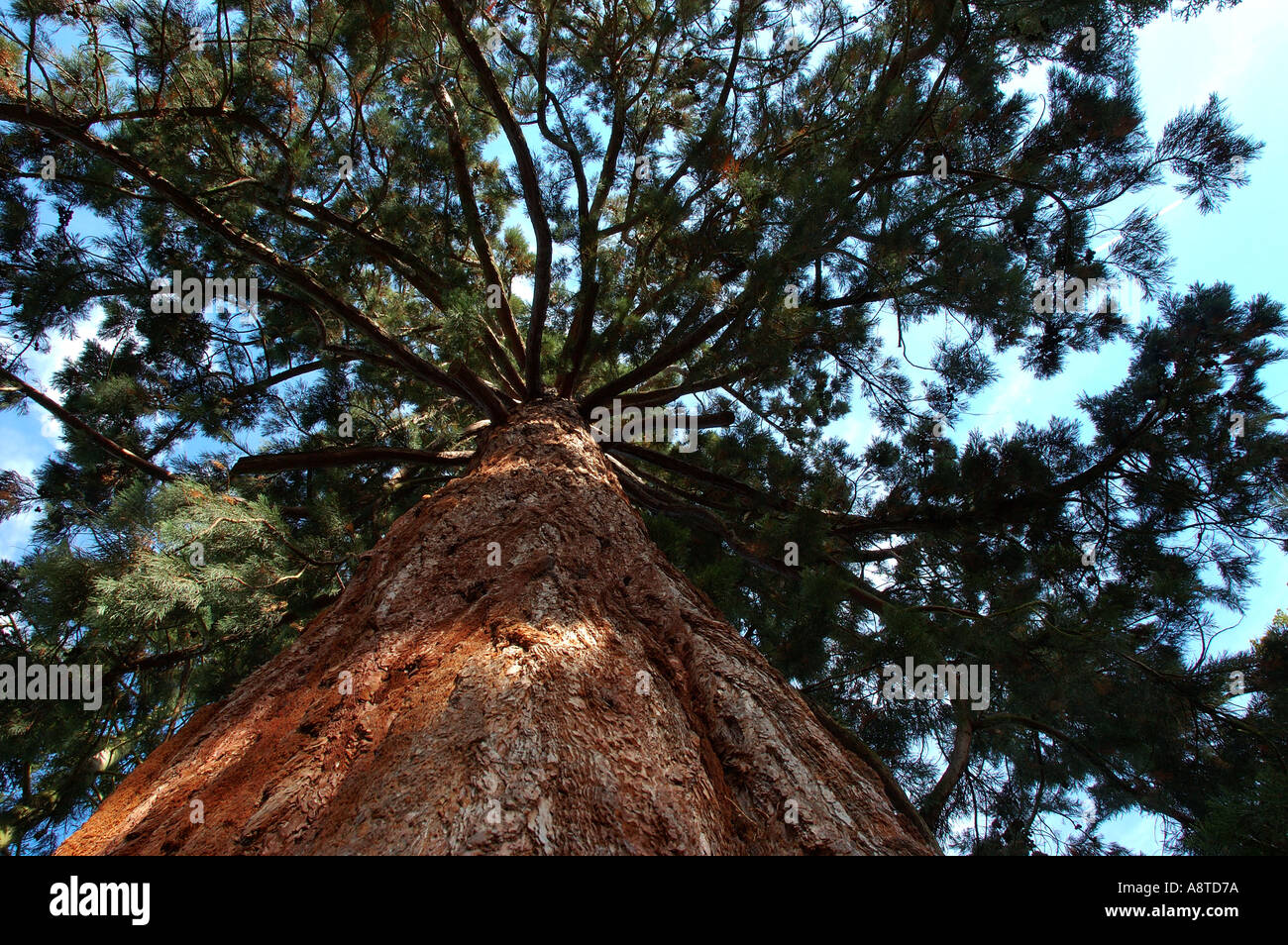 Громадные ели поднимались высоко. Секвойя дерево. Секвойядендрон. Секвойядендрон гигантский пендулум. Sequoia sempervirens.