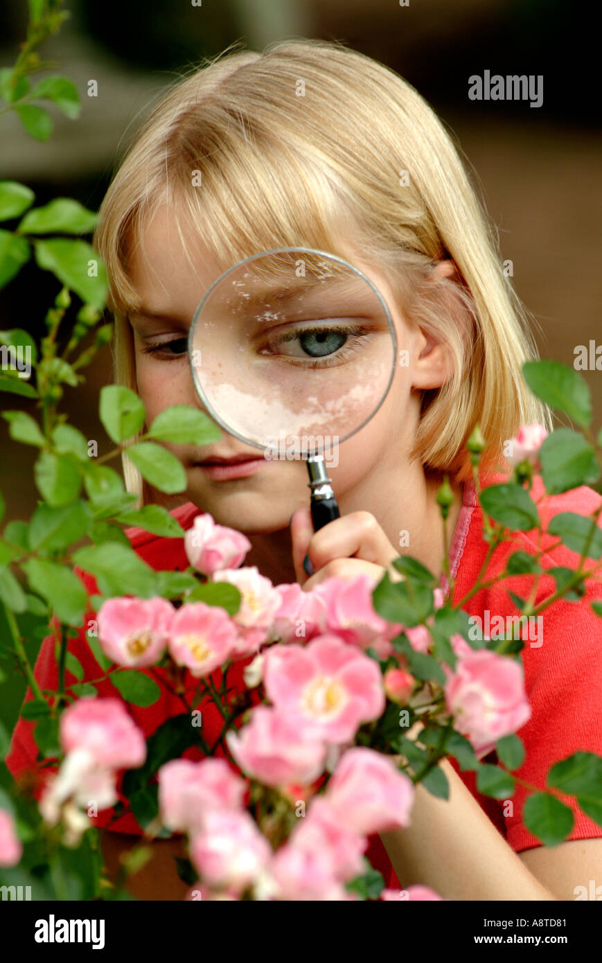 Flower Study with a Magnifying Glass Stock Photo