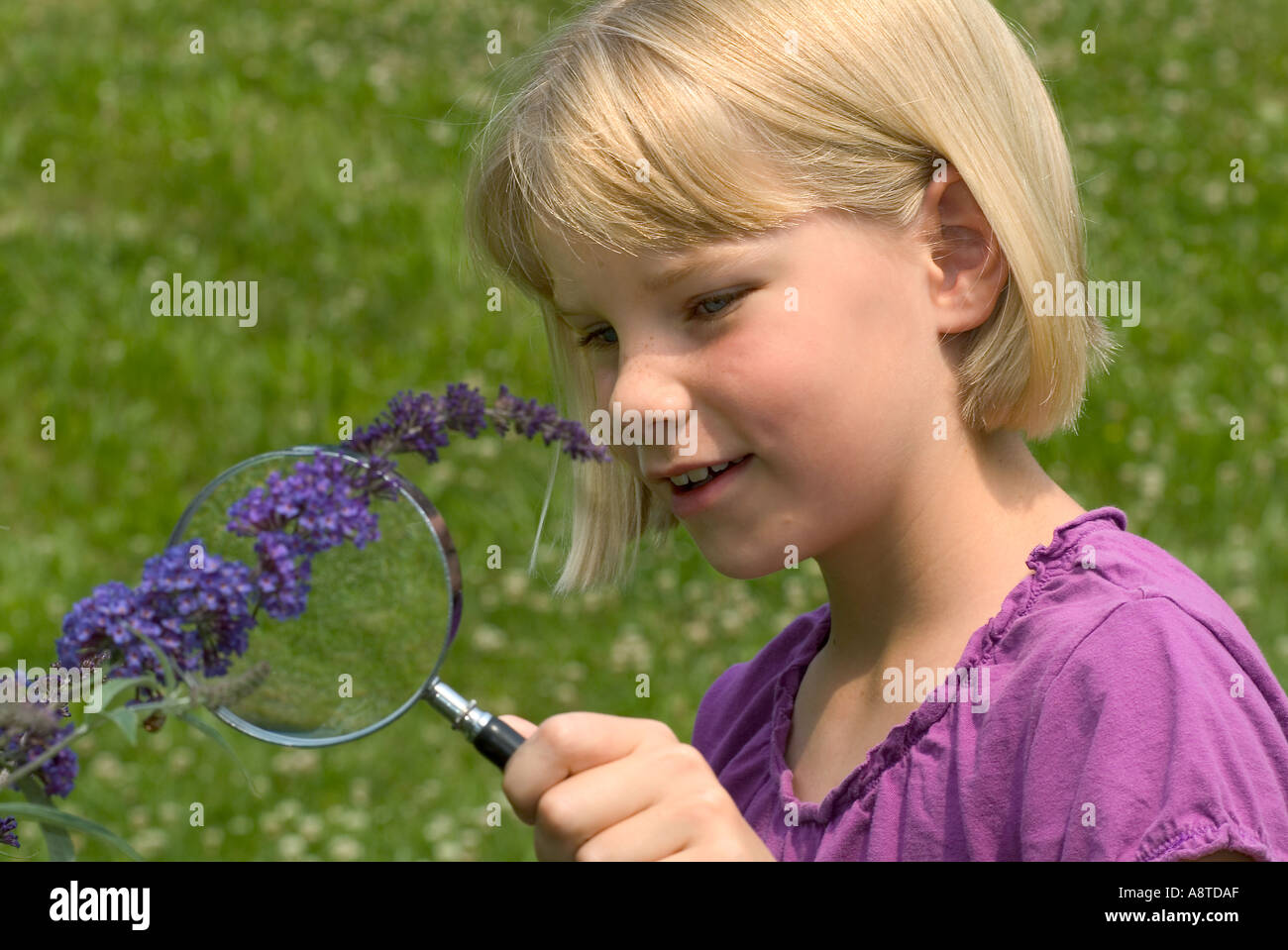 Inspecting the Butterfly Bush Stock Photo