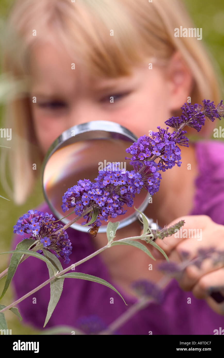 Through the Magnifying Glass Stock Photo Alamy