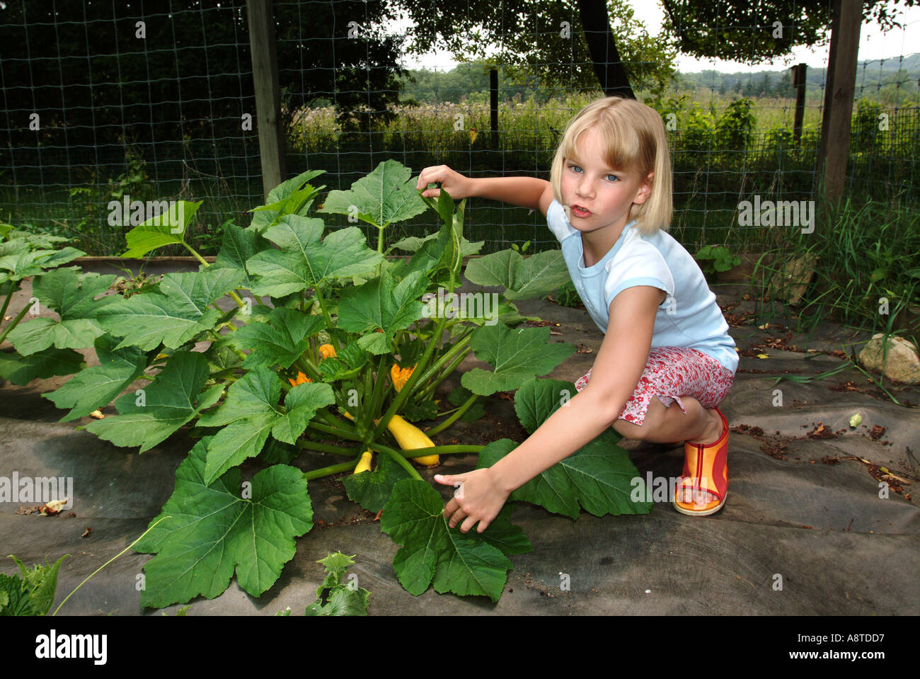 Yellow Squash Revealed Stock Photo