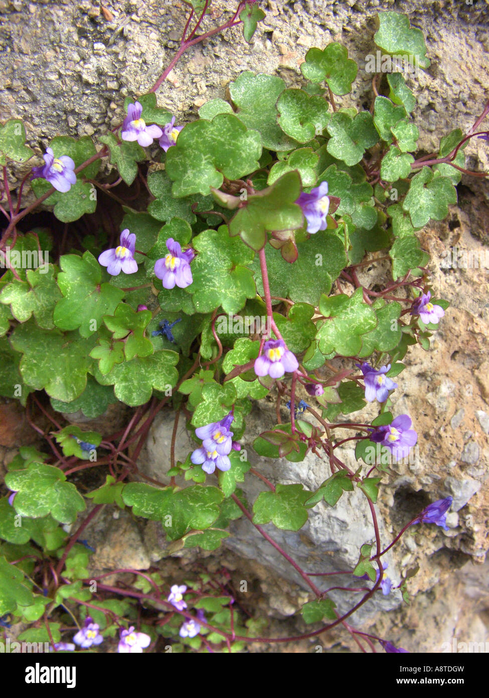 kenilworth ivy, ivy-leaved toadflax (Cymbalaria muralis, Linaria muralis), blooming plant in a stone wall, Spain, Majorca Stock Photo