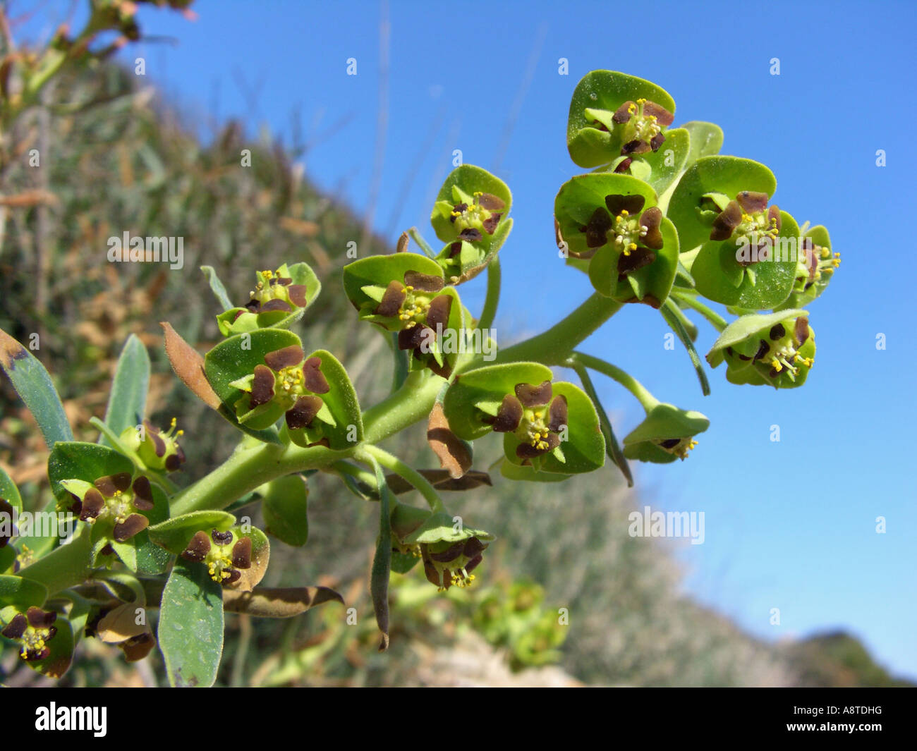large mediterranean spurge (Euphorbia characias), blooming plant, Spain, Majorca Stock Photo