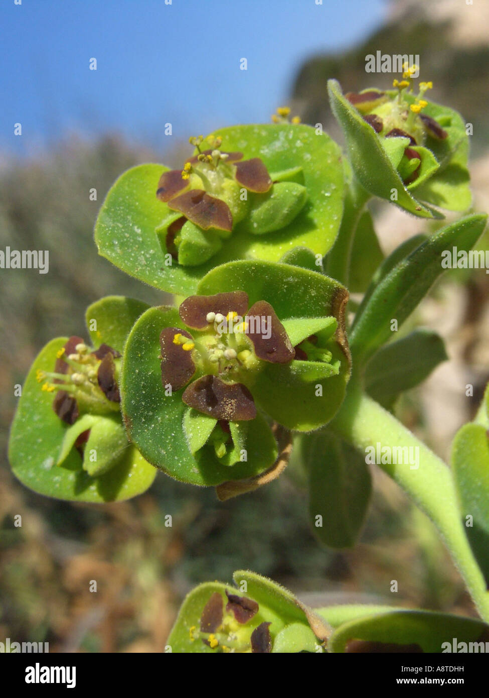 large mediterranean spurge (Euphorbia characias), detail of the blossoms, Spain, Majorca Stock Photo