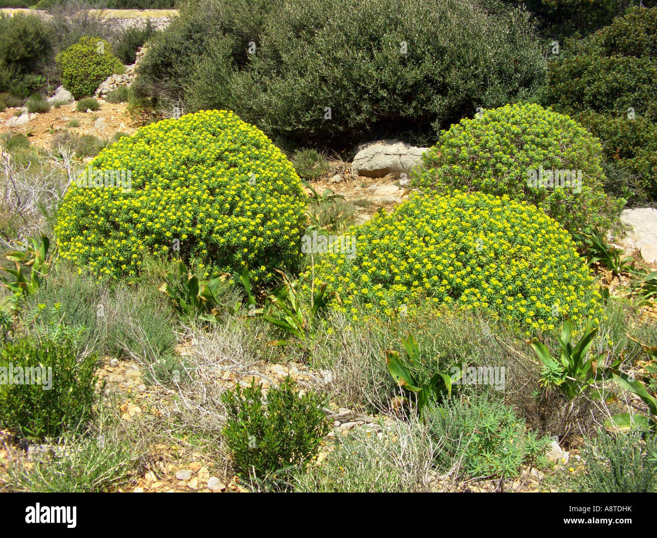 Woody Spurge (Euphorbia dendroides), blooming shrubs, Spain, Majorca Stock Photo
