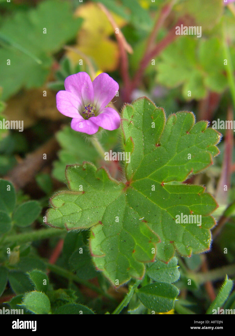 round-leaved cranesbill (Geranium rotundifolium), single blossom, Spain, Majorca Stock Photo