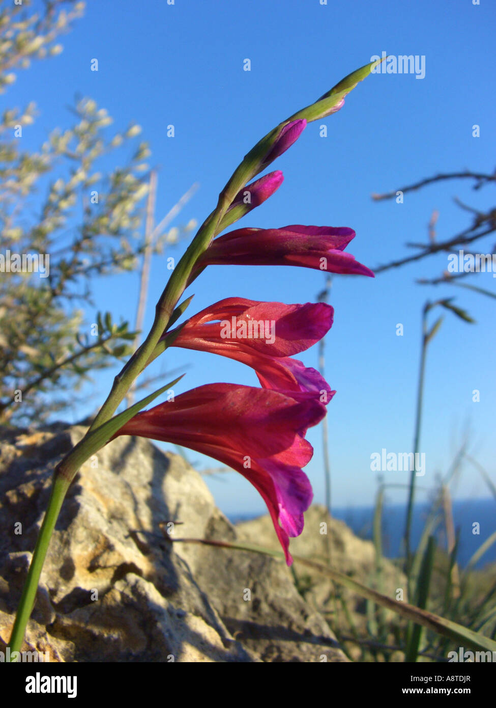 Wild gladiolus (Gladiolus illyricus), inflorescence, Spain, Majorca