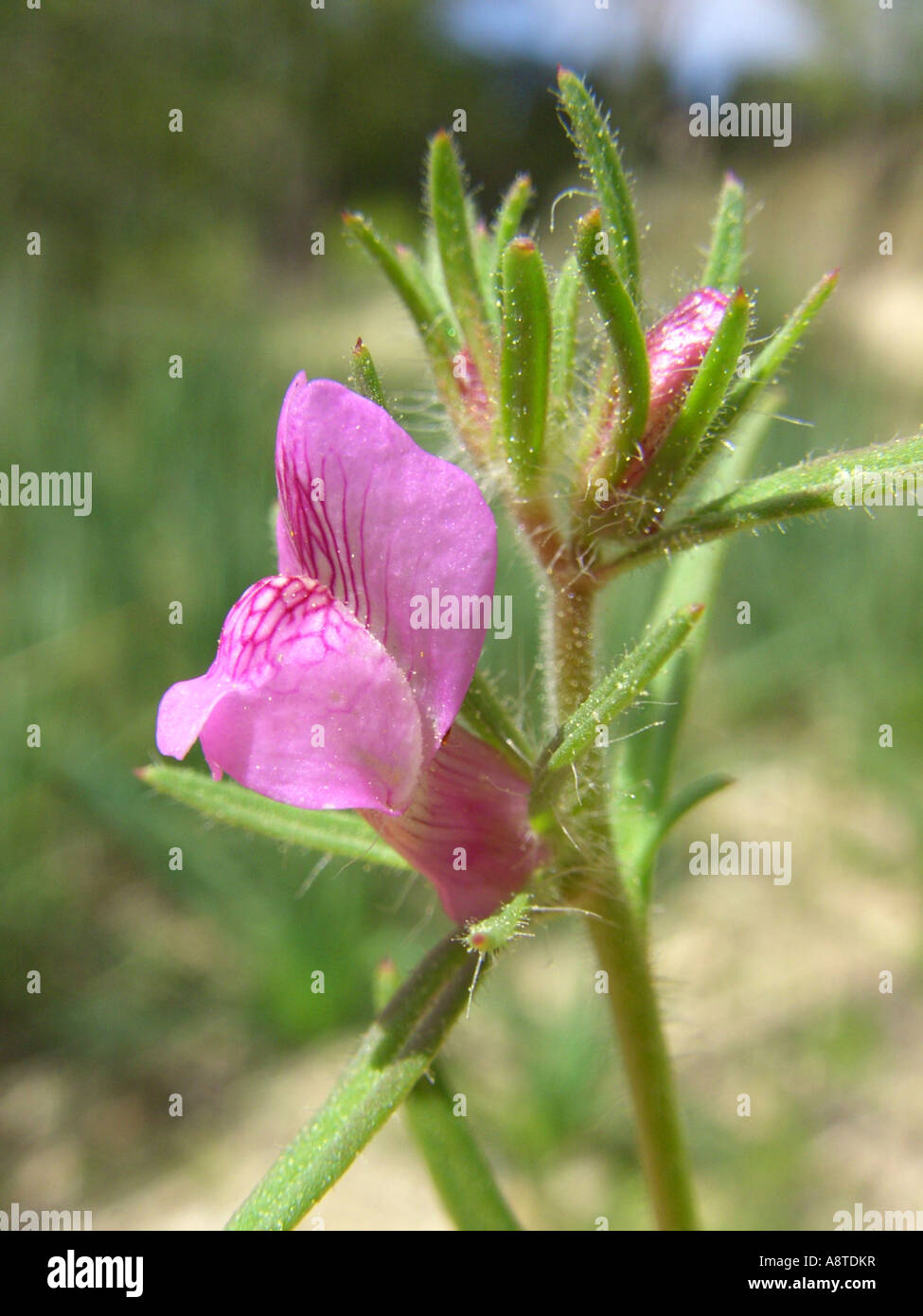 lesser snapdragon (Misopates orontium), single blossom, Spain, Majorca Stock Photo
