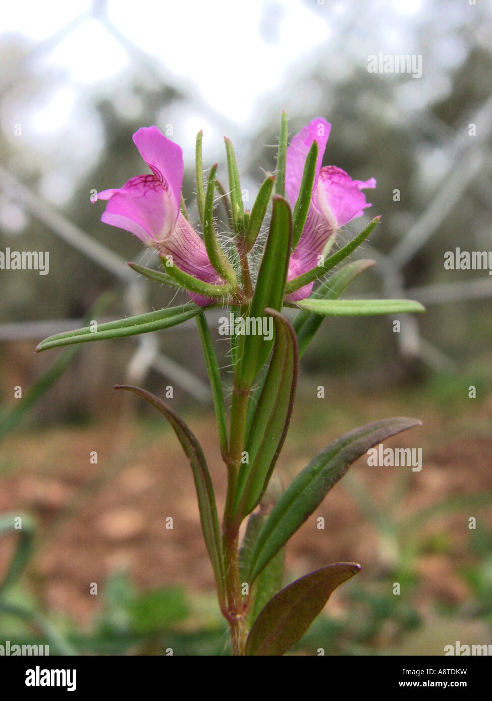 lesser snapdragon (Misopates orontium), plant with two blossoms, Spain, Majorca Stock Photo