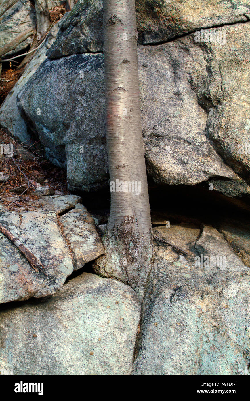 Tree Growing Out of a Crack in the Rocks Stock Photo 2264582 Alamy