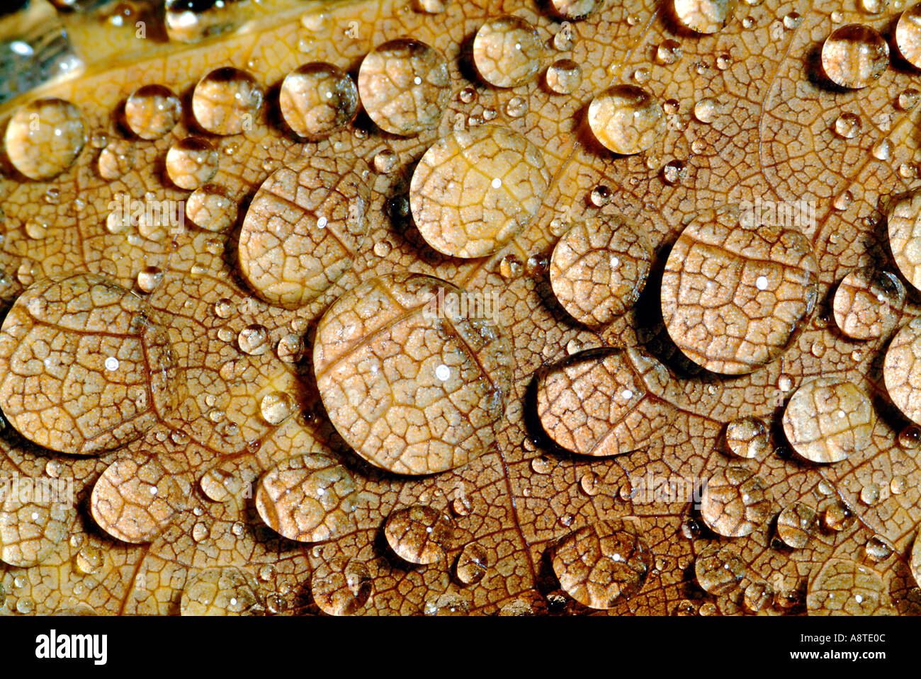 Water Droplets on Leaf Stock Photo